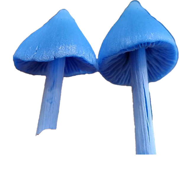 two tall blue mushrooms with a split stem and a seemless blue cap..