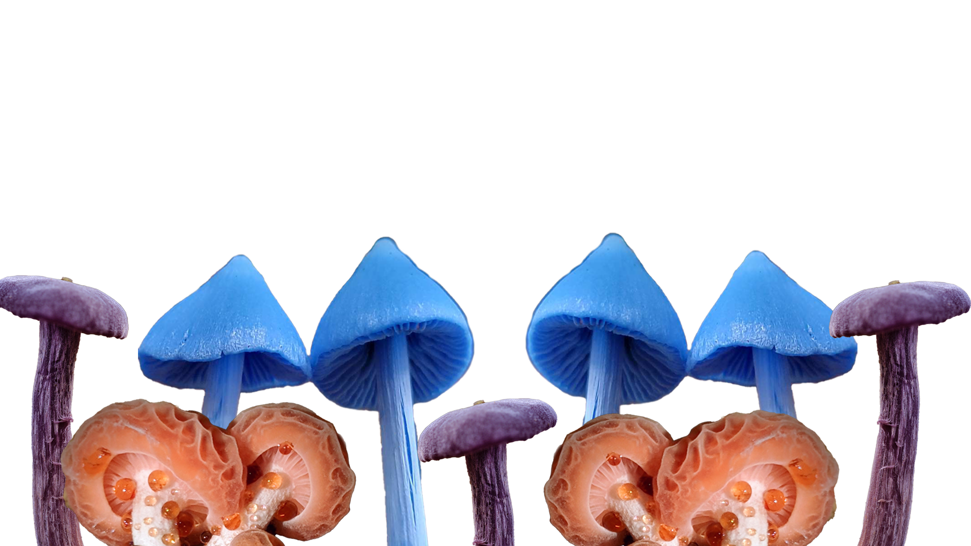 a transparent image of purple, pink and blue mushrooms places beside eachother.