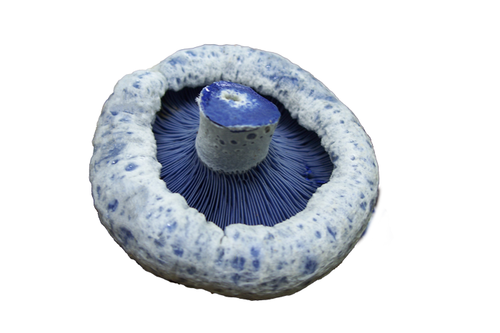 The bottom side of a mushroom called an Inidgo Milk Cap, the gills are a deep blue and the cap of the mushroom is white with blue specs.