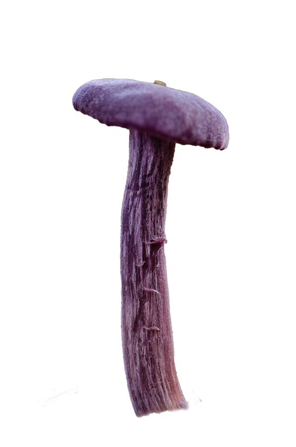 A purple mushroom that is long with a freyed stem and a dusty looking cap.