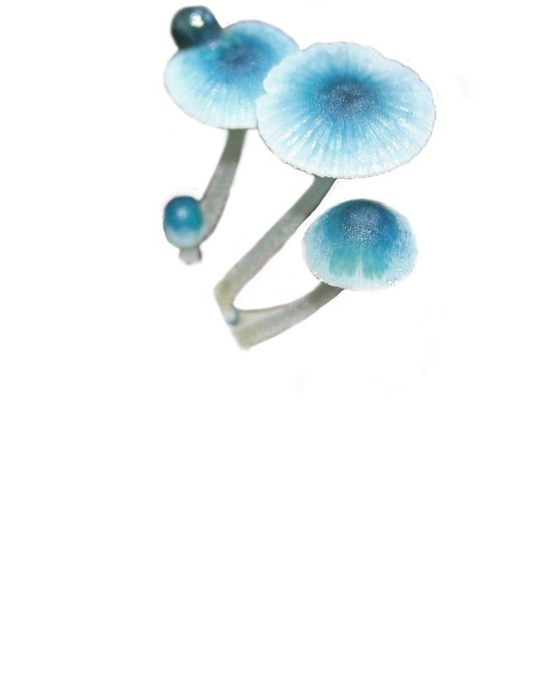 a small mushroom that is dark blue at the center of the cap and fades into white thrpughout the mushroom, has a glossy looking finish on the mushrooms.