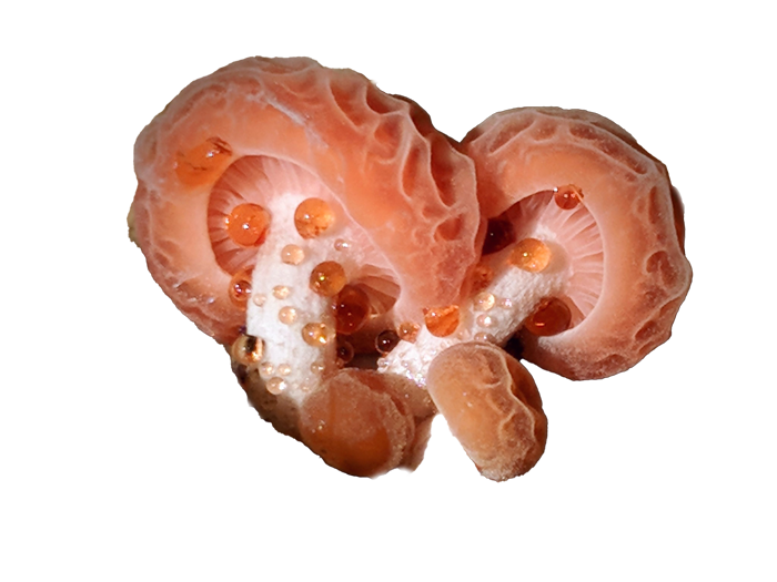 a peachy pink coloured mushroom that is wrinkled on the cap and the stems are white with pores that seep a light pink coloured sap.
